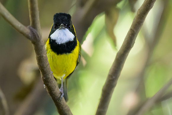 Golden Whistler