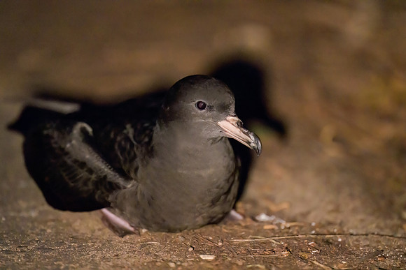 Flesh-footed Shearwater