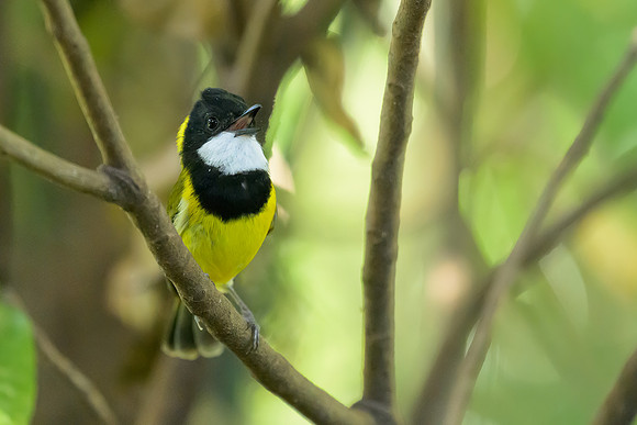 Golden Whistler
