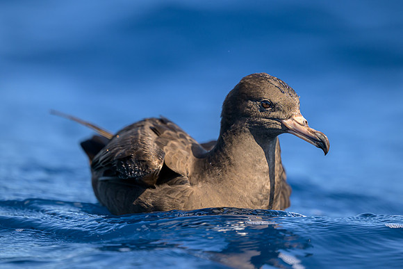 Flesh-footed Shearwater