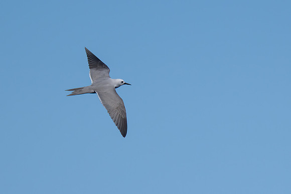 Grey Noddy/Grey Tern