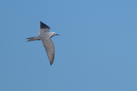 Grey Noddy/Grey Tern