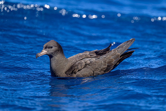 Flesh-footed Shearwater