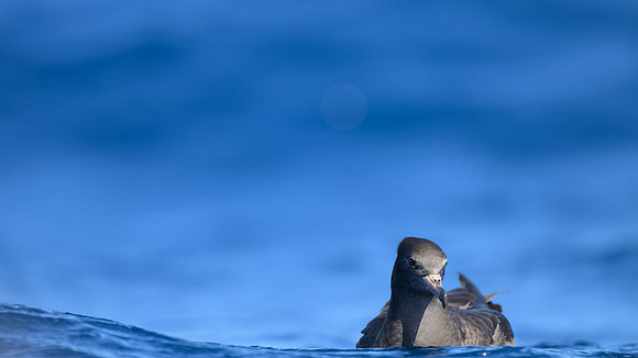 Flesh-footed Shearwater