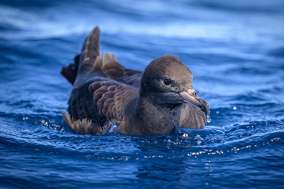Flesh-footed Shearwater