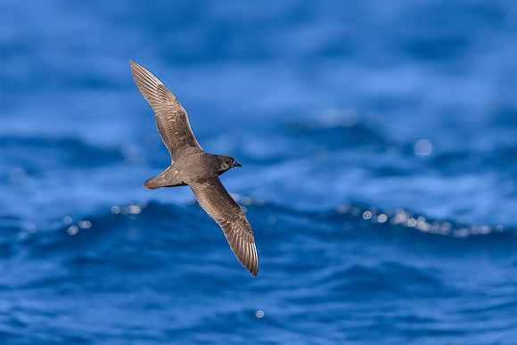 Kermadec Petrel