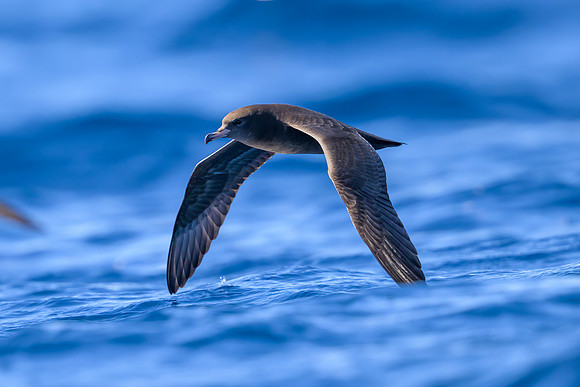 Flesh-footed Shearwater