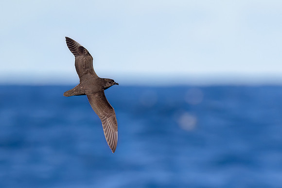 Kermadec Petrel
