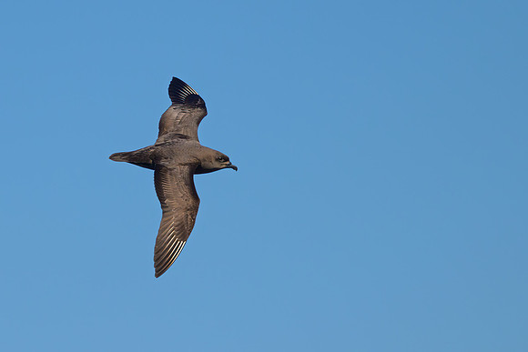 Kermadec Petrel