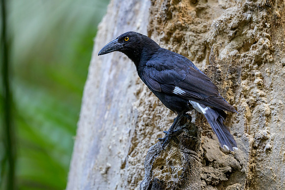 Pied Currawong