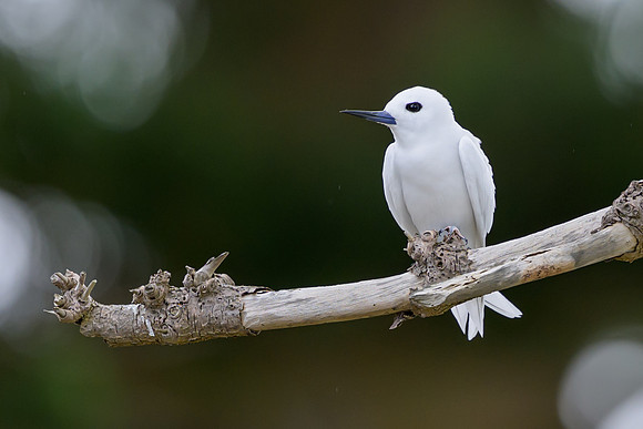 White Tern