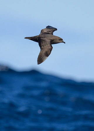 Kermadec Petrel