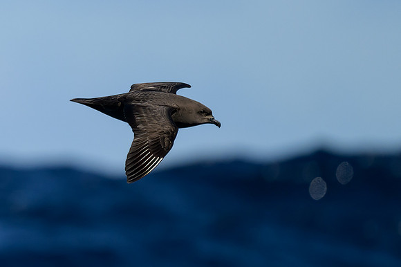 Kermadec Petrel