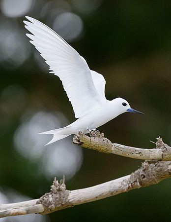 White Tern