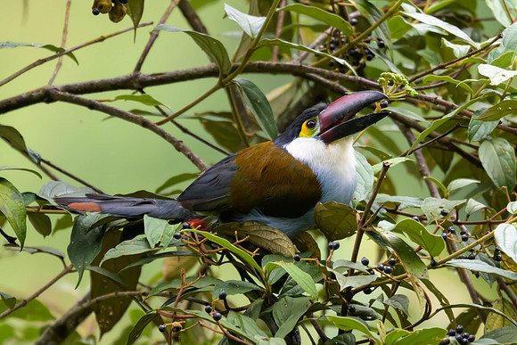 Black-billed Mountain Toucan
