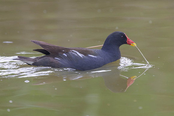 Eurasian Moorhen