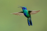 Sparkling Violetear