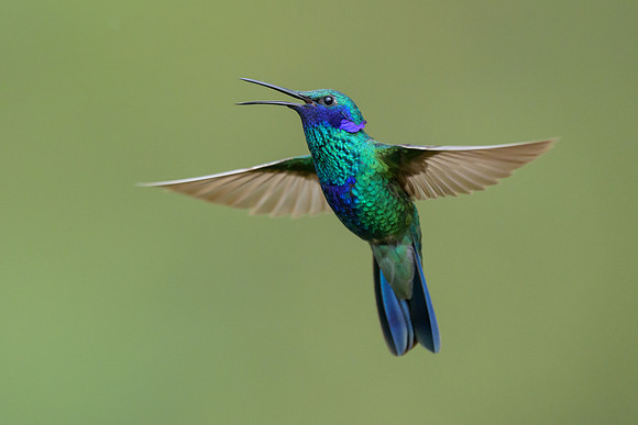 Sparkling Violetear