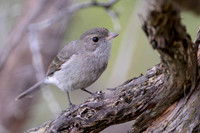 Golden Whistler