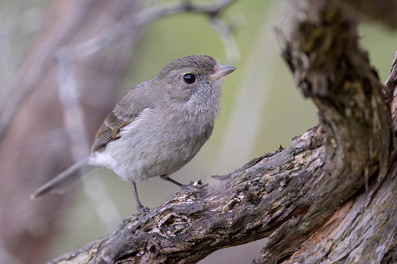 Golden Whistler