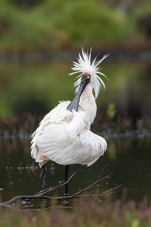 Royal Spoonbill