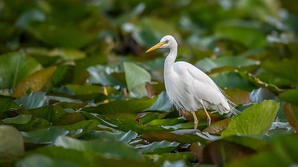 Intermediate Egret