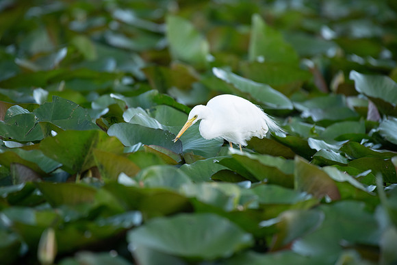 Intermediate Egret