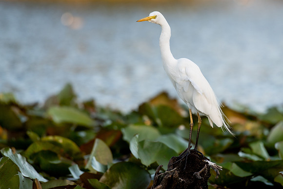 Intermediate Egret