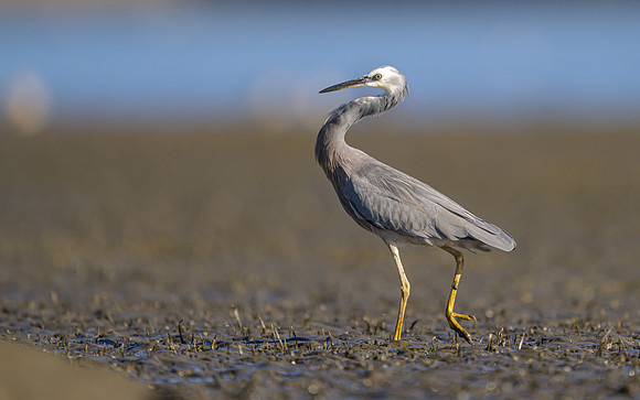 White-faced Heron