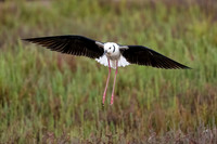 Pied Stilt