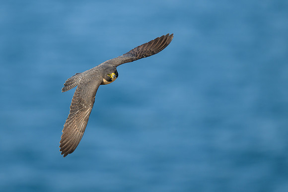 DSC_3126-Edit