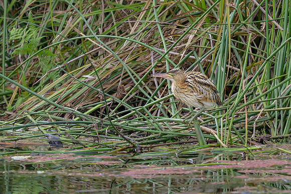 Black-backed Bittern