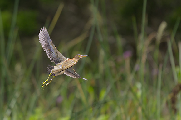 Black-backed Bittern