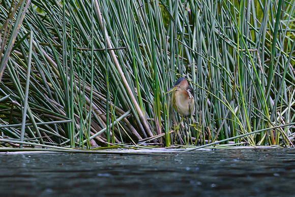 Black-backed Bittern
