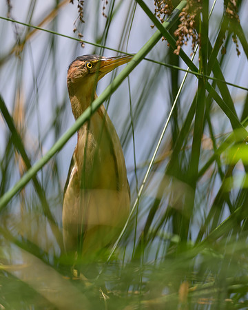 Black-backed Bittern