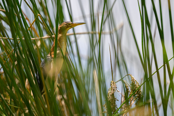Black-backed Bittern