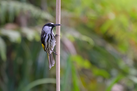 White-cheeked Honeyeater