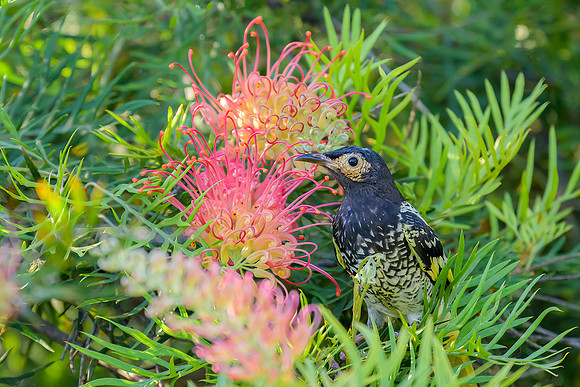 Regent Honeyeater