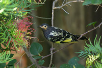 Regent Honeyeater