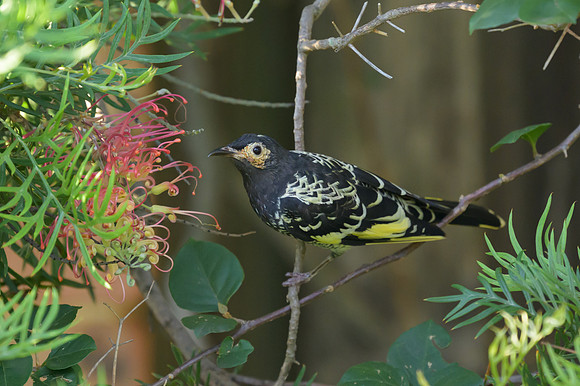Regent Honeyeater