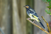 Regent Honeyeater
