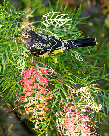 Regent Honeyeater