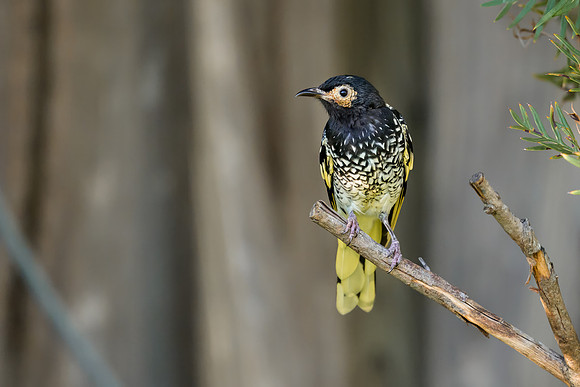 Regent Honeyeater