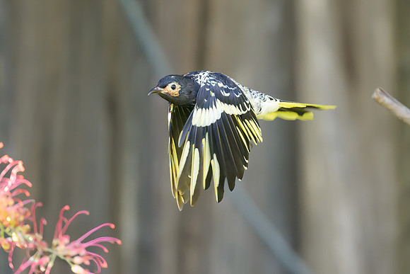 Regent Honeyeater