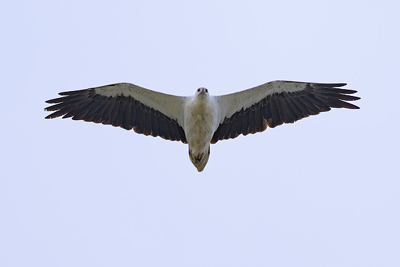 White-bellied Sea Eagle