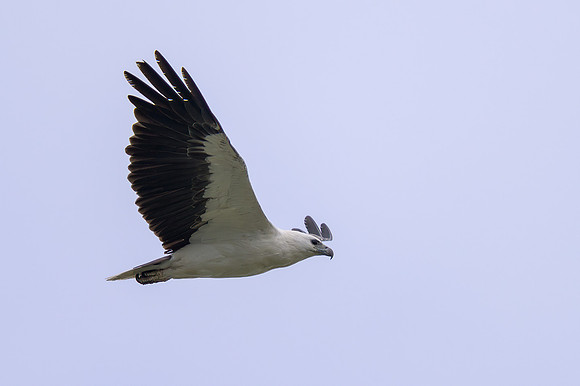 White-bellied Sea Eagle