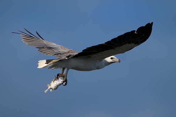 White-bellied Sea Eagle
