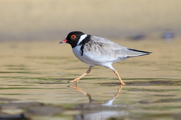 Hooded Plover
