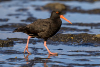 Sooty Oystercatcher