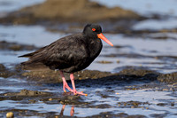 Sooty Oystercatcher